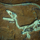 Image for article titled The Most Well-Preserved Dinosaur Skeleton Ever Found in Europe